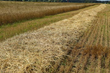 agricultural field at summer