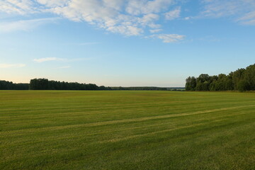 growing lawn grass in the field