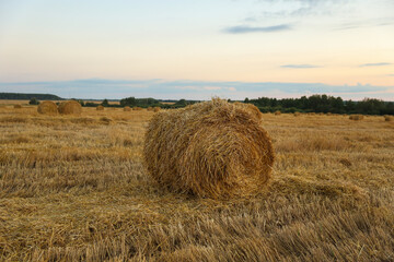 haystacks on the agricultural field at sunset