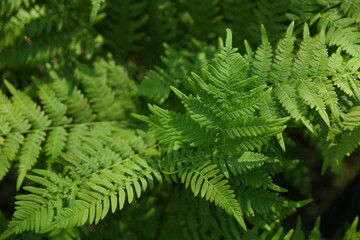 Fototapeta na wymiar green fern leaves background close up