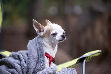 Chihuahua Under Cover