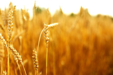 ears of wheat at the field close up