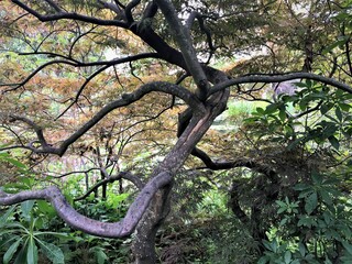 Tree in Clause Monet's house - 2016 - Giverny, France