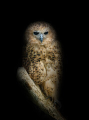 Pel's fishing owl, Scotopelia peli, perched on branch isolated on black background. Large african nocturnal owl. One of the largest owl in the world. Low key photo.