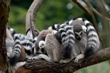 Portrait of ring-tailed lemurs, Lemur catta, sleeping and relaxing on branch. Family of lemurs grouped together. Social behavior of primates. Endangered animals. Wildlife scene with cute mammals.