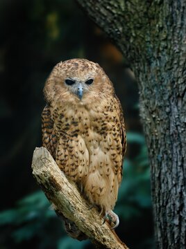 Owl in riverine dark forest. Pel's fishing owl, Scotopelia peli, perched on branch and waiting for prey. Large african nocturnal owl. Bird in nature habitat. One of the largest owl in the world.