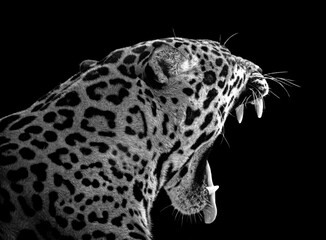 Jaguar closeup yawning