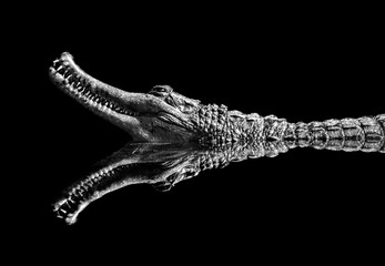 Caiman crocodile with reflection