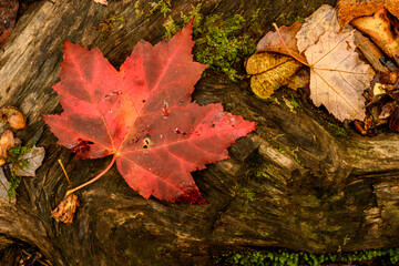 Orange Leaf Rests on Fallen Log