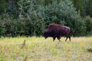 Buffalo walking on grass in Northern Canadian Rockies. Located in British Columbia, Canada.