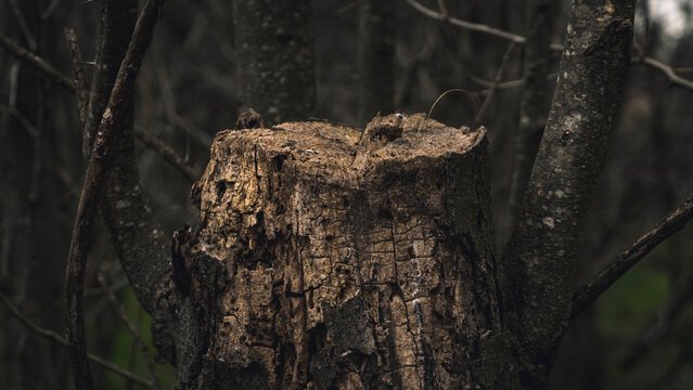 Arbol talado en un bosque
