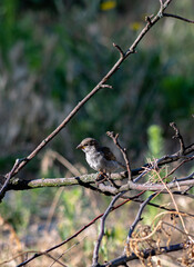 A sparrow in the garden on a branch on a summer day. In worries about food.