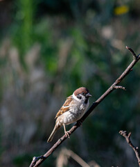A sparrow in the garden on a branch on a summer day. In worries about food.