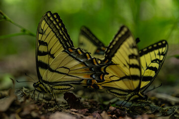 Fototapeta premium Multiple Butterflies Drink From Puddle