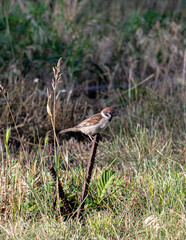 A sparrow in the garden sits on a metal rod on a summer day. In worries about food.