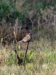 A sparrow in the garden sits on a metal rod on a summer day. In worries about food.