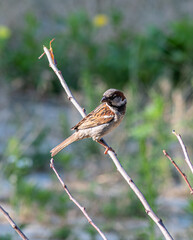 A sparrow in the garden on a branch on a summer day. In worries about food.