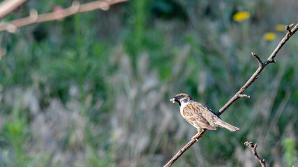 A sparrow in the garden on a branch on a summer day. In worries about food.