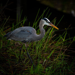 Heron Hunting Full Body