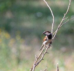 A sparrow in the garden on a branch on a summer day. In worries about food.