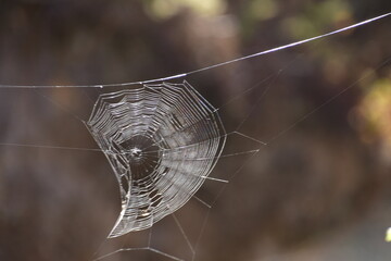 TELA DE ARAÑA