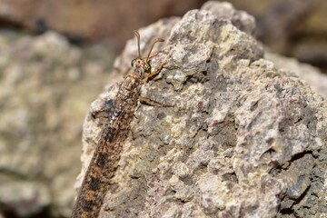 INSECTO