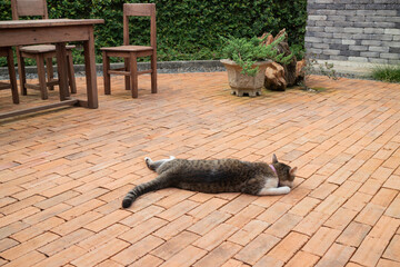 Domestic cat chilled in vintage garden © Cavan