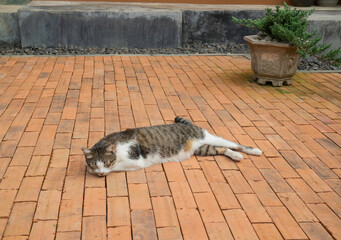 Domestic cat chilled in vintage garden © Cavan