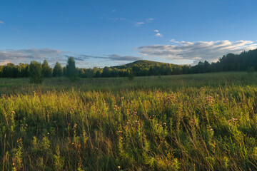 Summer landscape green meadow on a background of forest and blue sky.