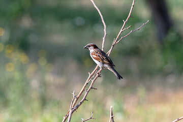 A sparrow in the garden on a branch on a summer day. In worries about food.