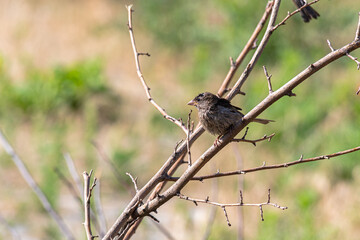 A sparrow in the garden on a branch on a summer day. In worries about food.