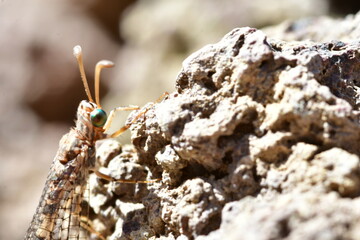 INSECTO