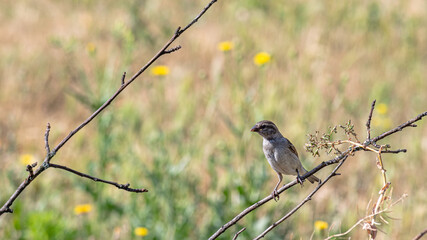 A sparrow in the garden on a branch on a summer day. In worries about food.