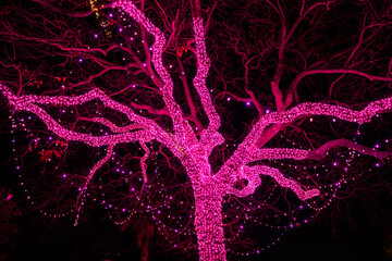 Live Oak Wrapped in Pink Lights