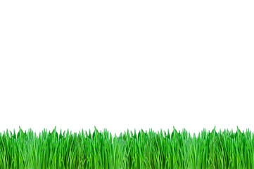 Fototapeta na wymiar isolated green grass on the white background