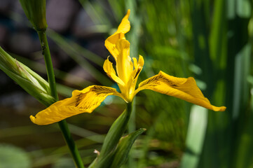 yellow flag, yellow iris, water flag