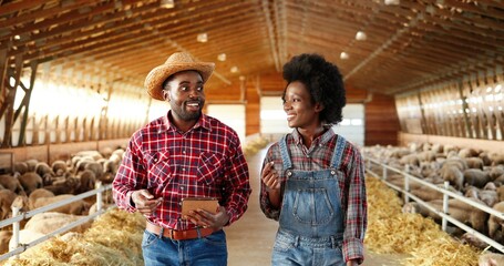 Obraz premium African American couple of male and female farmers walking in barn with sheep flock, talking and using tablet device. Shepherds strolling in stable with livestock, having conversation. Gadget in hands