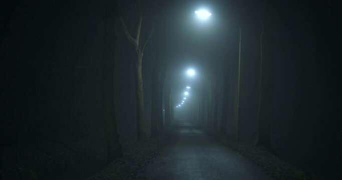 A foggy alley in a park by nighttime.