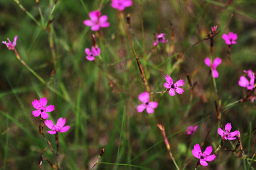 A closeup shot of a pink Dianthus Campestris with blurred background
