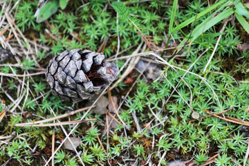 full frame macro meadow spike moss close up with pine cone