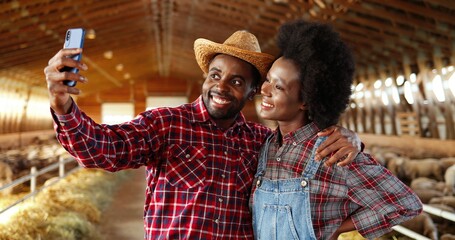 African American cheerful young couple taking selfie photos in stable with sheep on smartphone and smiling. Pretty happy woman and handsome man, farmers making pictures on mobile phone. Selfies photos