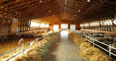 Sheep Farm. Many Sheep on farm.