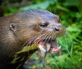 Giant otter eating fish
