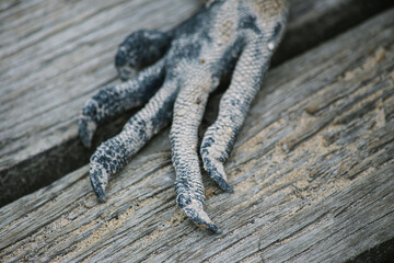 scary iguana's hand with claws close-up