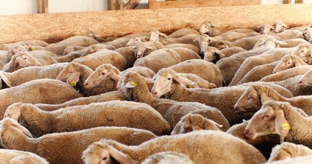 Sheep flock walking in shed closely. Coming back from pasture. Domestic animals at stable. Cattle concept. Wool farming. Livestock farm. indoor. Countryside.