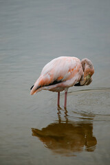 a lonely pink flamingo 