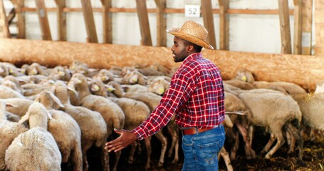 Rear on African American man in hat and red motley shirt walking in barn and leading sheep stock....