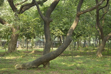 Green tall trees covered the park during daytime