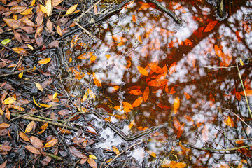 red and yellow autumn leaves in a puddle