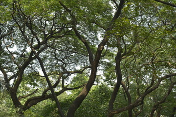 Green tall trees covered the park during daytime
